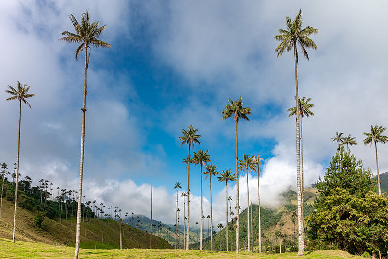 valle-palma-cocora-salento-colombia