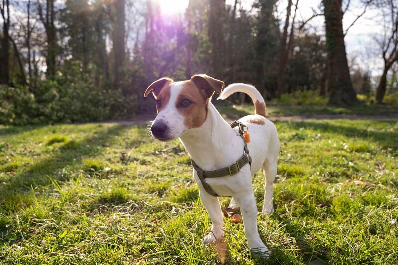 vacunacion para perros