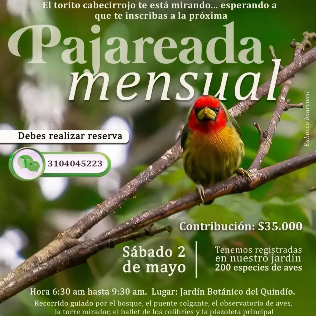 Pajareada mensual