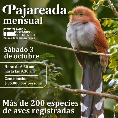 pajareando-3-de-octubre-de-2026